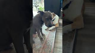 Rules We Have In Our House Because We Have A Pit Bull