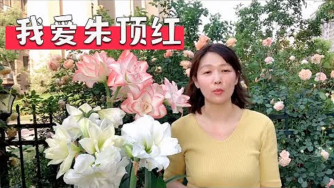 植物推荐：好看又好养的朱顶红，扔土上就能开花，养护小知识交给你，请收好噢！ - 天天要闻