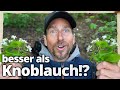 100 mal strker als knoblauch diese heilpflanze schmeckt und wirkt natrlich antibiotisch