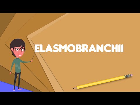 Elasmobranchii는 무엇입니까? Elasmobranchii 설명, Elasmobranchii 정의, Elasmobranchii의 의미