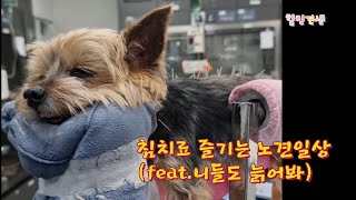 침치료를 즐기는 노견일상 (feat.니들도 늙어봐) #강아지한방치료 #너클링 #리베동물메디컬센터 #잠실동물병원