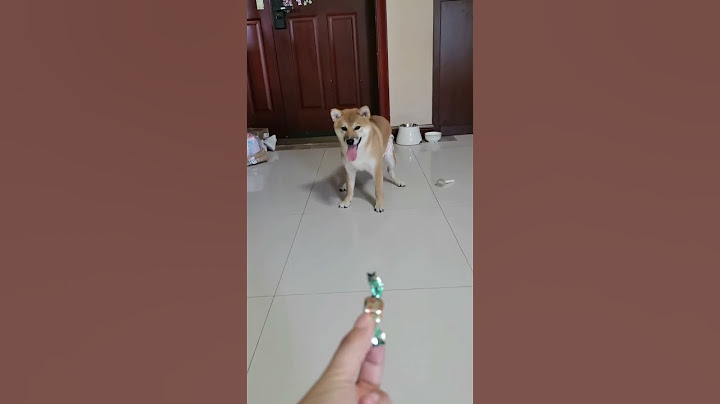 当狗狗第一次穿上卫生巾