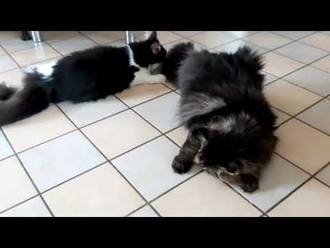 Video: Kaip Išsirinkti Gerus Kačių žaislus