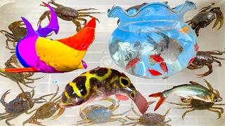 Kem Oc Chanel goes to the field to catch pufferfish, plecos, sharks, sun skinks, and colorful sna...
