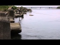 2013年　6月1日　天竜川　鮎エサ釣り解禁　　 「どぶ釣り・毛鉤」偏