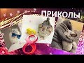 Лучшие приколы про ШИНШИЛЛ! Смешные ШИНШИЛЛЫ! Funny chinchillas❤#8