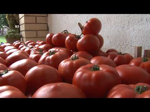 Video: Rajčica Dina: opis sorte, karakteristike, prinos, fotografija