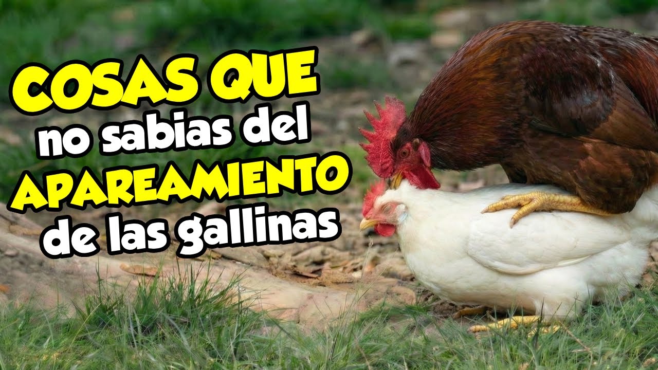 12 Cosas que No sabias de la Reproducción de las gallinas (Parte 2) 🐔 EL ÚLTIMO te Sorprenderá 🥵