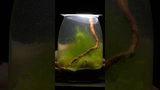 I Opened a Sealed Puddle Water Jar After 2 Weeks… It Was Full of Life