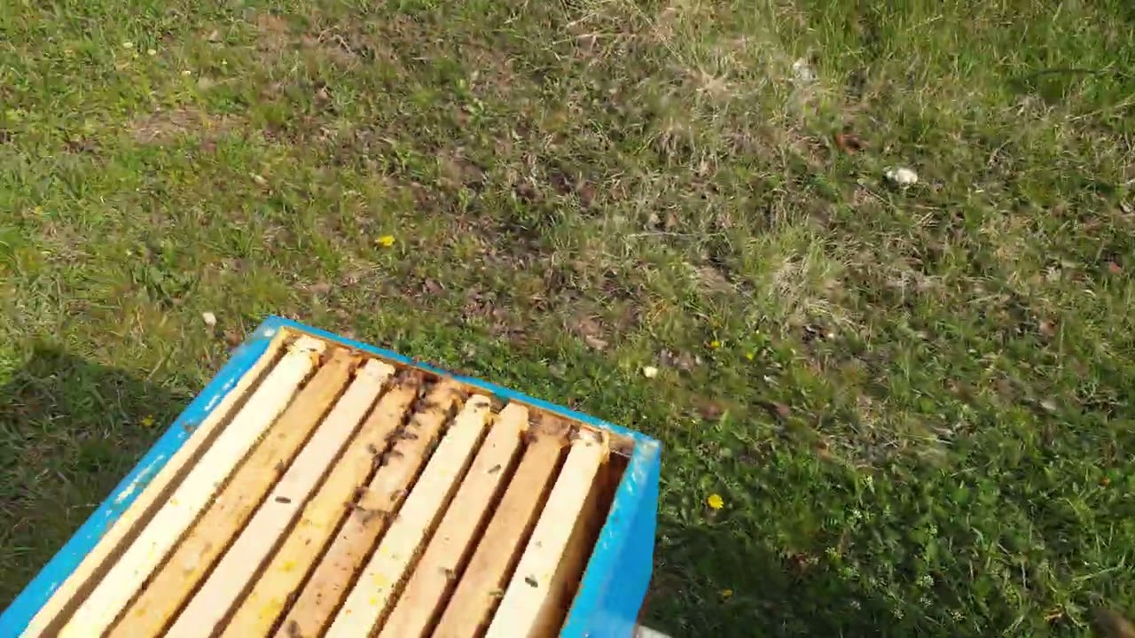 Vazni radovi za bolji prolecni razvoj pcelinjeg drustva Important works for better spring developmen