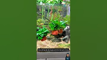 Sự kết hợp độc đáo giúp làm sạch nước một cách tự nhiên | #aquarium #aquatic #shorts