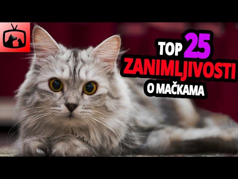 Video: Mačke: 22 Iznenađujuće činjenice