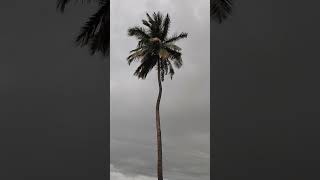 என் கைல ரோசாவே #nature #travel #stressbuster #love #funny #dance #song #havingfun #hometown