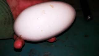 Double yolk Goose egg breakfast by WildEdibles 73 views 1 month ago 3 minutes, 20 seconds