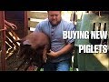 Buying and Bringing Home New Piglets