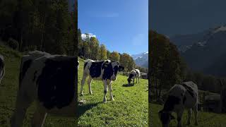@SwissandGo 🇨🇭Subscribe 👍Swiss💝#switzerland #nature #cow#bell#shorts