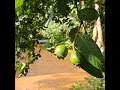 മഴയത് കൂൺ വിരിഞ്ഞു.. ❤️🤩#minivlog #villagelife #dayinmylife