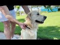 Featuring the Shed Defender Mag-Snap - the worlds first wearable Leash for dogs