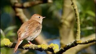 Best Nightingale NIGHT song: 2,5 hours of real-time recording NO LOOP