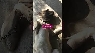 jhontu tha boss #labrador #comedy #pets #funny #funnyvideo #viralvideo #trending