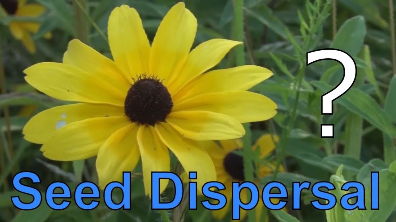 How Do Plants Move? 5 Methods Plants Use For Seed Dispersal!