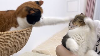 【悲報】嫁に殴られちゃったパパ猫がこちらです…