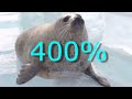 SEALS SLAPPING THEIR BELLIES BUT IT S SPED UP