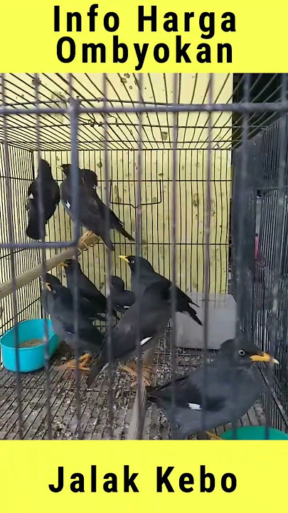 Harga Burung Jalak Kebo ombyokan terbaru !! 2023 @hobimuraichannel