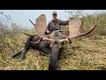 Newfoundland Moose Hunt - Big Bull - October 2020 ***HIT HD***