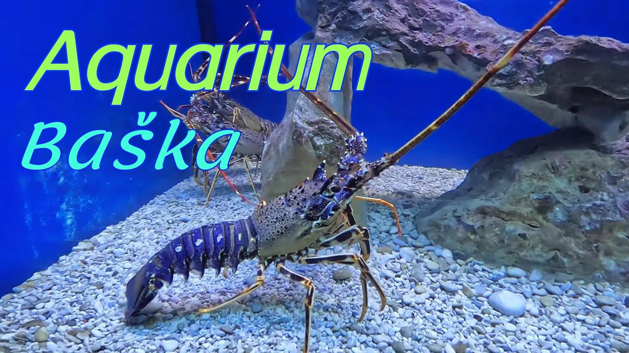 Akvarij Baška - Aquarium ☀️ otok Krk  🇭🇷 Croatia