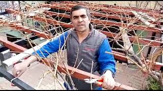 Bağ Üzümü Budama Şekilleri