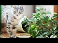 Кот портит растения? Как защитить комнатные растения от кошки.