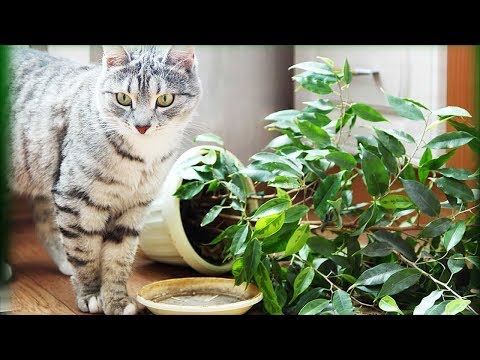 Кот портит растения? Как защитить комнатные растения от кошки.