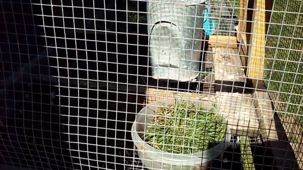 Racing Pigeons feed them grass YouTube