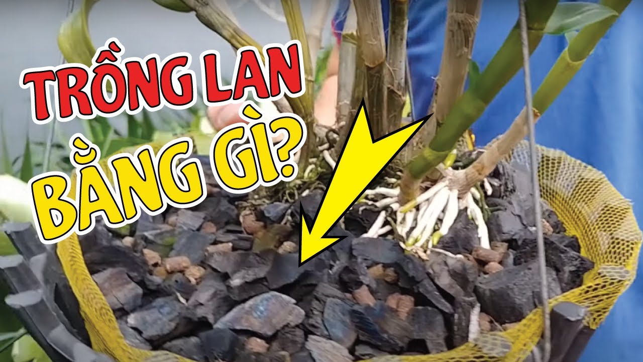 lan outdoor  2022  Dành Cho Người Mới Chơi Lan | TẬP 1 - TRỒNG LAN BẰNG GIÁ THỂ GÌ? | #MêLanTV