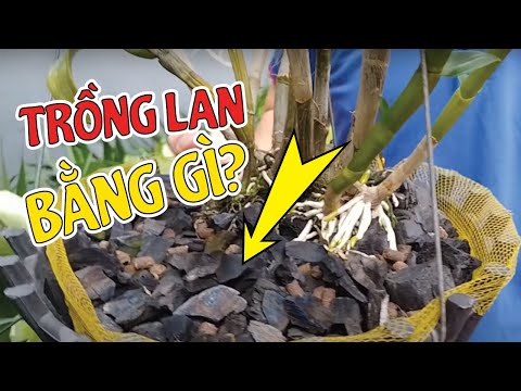 Video: Sự thật về Phong lan Ong - Tìm hiểu về Cách trồng Lan Ong trong Vườn