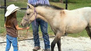 2020 AQHA dunskin filly. Holidocs Husker x Shine On Bartender