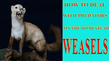 How To Deal With Predators On The Homestead :Weasels