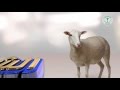 اختيار الاضحية والشروط الصحية لها