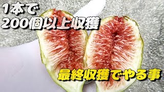 【頑張らない農業】イチジクの最終収獲量と若木の様子。そして台風被害【無農薬・有機栽培・不耕起】