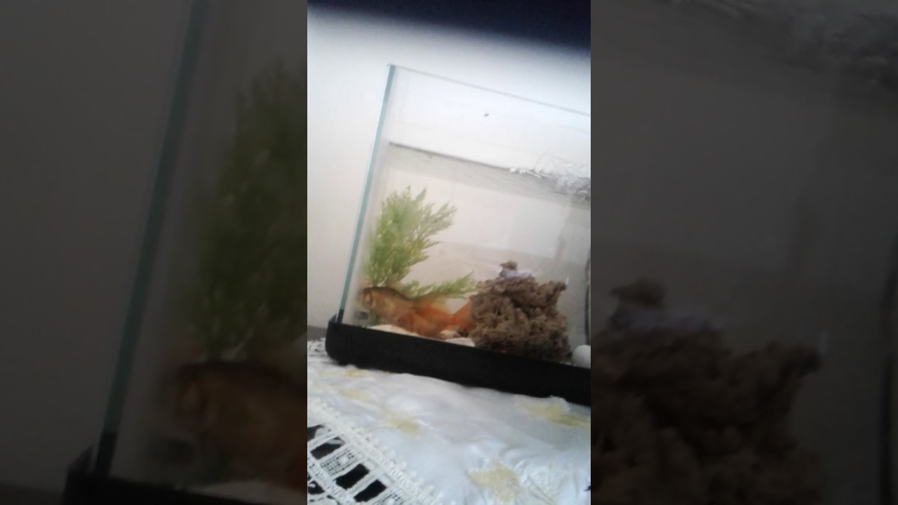 Akvaryum Kumu Nasıl Temizlenir Akvaryum Kumu Nasıl Temizlenir