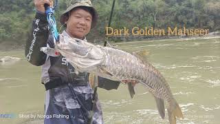 My Dream Fish Dark Golden Mahseer 😍😍🎉🎉 Finally I found it, it was Memorable trip🎣#arunachalpradesh