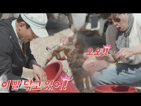 ENG│(답답) ＂게가 이 시린가 봐요＂ 게🦀한테 양치질(?) 해주는 류진(Ryu Jin) 딸도둑들 (wifesfather) 8회