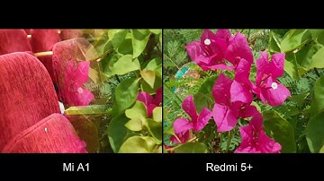 Redmi 5 Plus vs Xiaomi Mi A1 Camera Test Comparison
