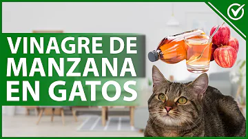 ¿Puedo rociar a mi gato con vinagre de sidra de manzana?