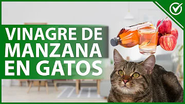 ¿Ayuda el vinagre de sidra de manzana a los gatos con cristales?