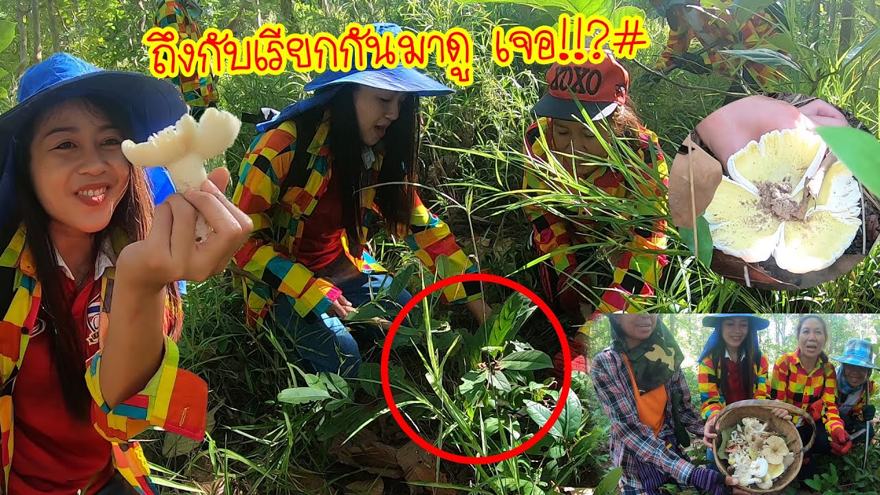 ถึงกับร้องเรียกทีมมาดู!!? เปิดโพรงหญ้าไปเจอ?? เก็บเห็ดไค เห็ดปลวกกับลูกสาวพ่อใหญ่ลุน
