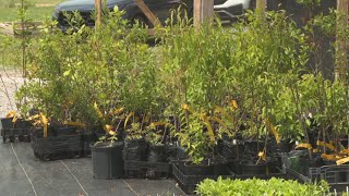 Wilson County native plant sale set for Saturday at Cedars of Lebanon State Park