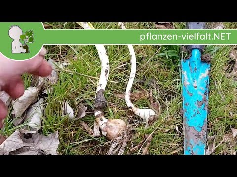 Video: Wann Leukojumzwiebeln pflanzen?