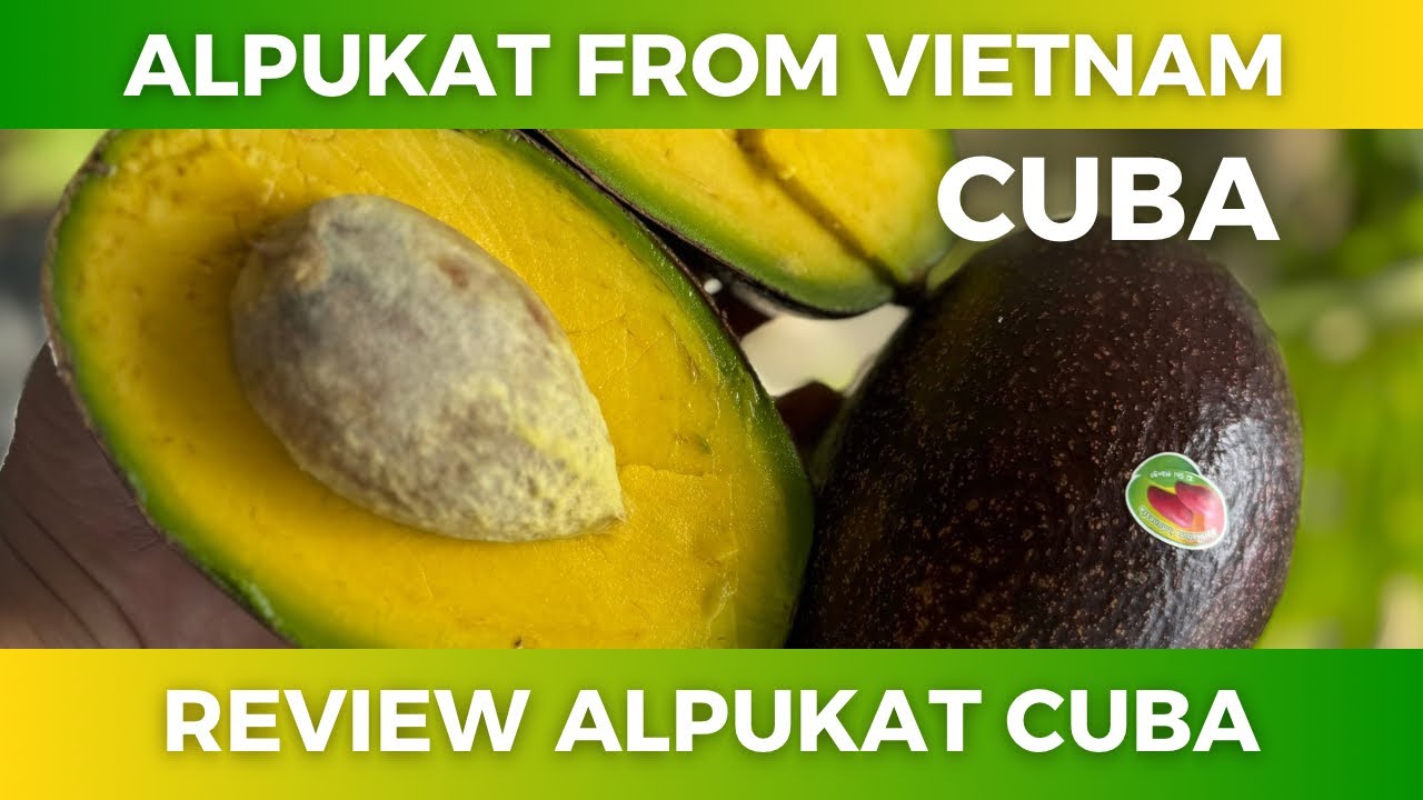 REVIEW ALPUKAT CUBA
